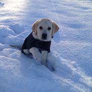 Labrador retriever Dino (Dream Of Labrador's Surprising Star)