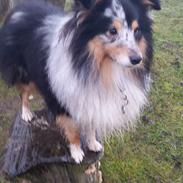 Shetland sheepdog Meeko