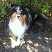 Shetland sheepdog Meeko