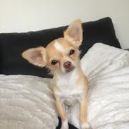 Chihuahua Frida 