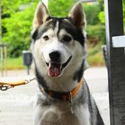 Siberian husky Bobski'