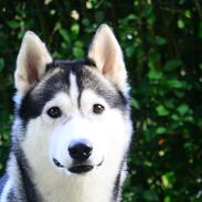 Siberian husky Bobski'