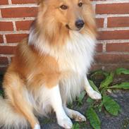 Shetland sheepdog Bailey