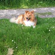 Shetland sheepdog Bailey