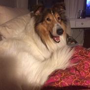 Collie langhåret Sir. Elliot
