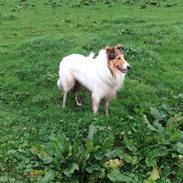 Collie langhåret Sir. Elliot