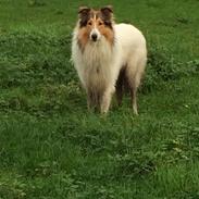 Collie langhåret Sir. Elliot