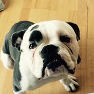 Olde english bulldogge Tyson