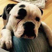Olde english bulldogge Tyson