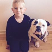 Olde english bulldogge Tyson