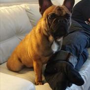 Fransk bulldog Amazing Jax