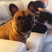 Fransk bulldog Amazing Jax