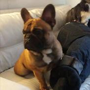 Fransk bulldog Amazing Jax