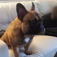 Fransk bulldog Amazing Jax