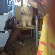 Chinese crested powder puff Bella