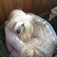 Chinese crested powder puff Bella