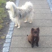 Chinese crested powder puff Bella