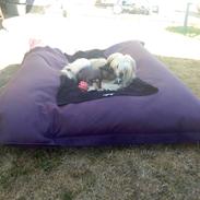 Chinese crested powder puff Bella