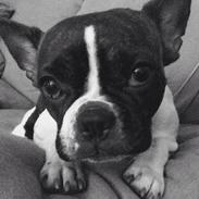 Fransk bulldog Berta