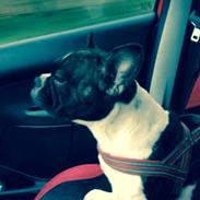 Fransk bulldog Berta