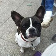Fransk bulldog Berta