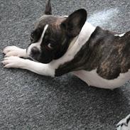 Fransk bulldog Berta