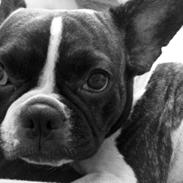 Fransk bulldog Berta