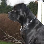 Cane corso NERO D'AVOLA'S CLYDE