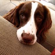 Field Trial Springer Spaniel Zigge!