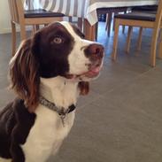 Field Trial Springer Spaniel Zigge!