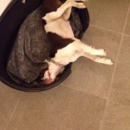 Field Trial Springer Spaniel Zigge!