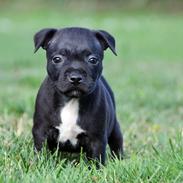 Staffordshire bull terrier Møffe (Dk Staff's Bodega Berit)