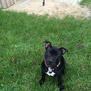 Staffordshire bull terrier Møffe (Dk Staff's Bodega Berit)