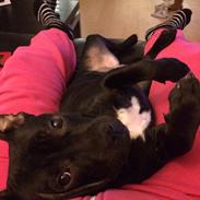 Staffordshire bull terrier Møffe (Dk Staff's Bodega Berit)