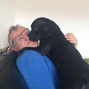 Staffordshire bull terrier Møffe (Dk Staff's Bodega Berit)