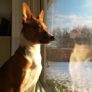 Basenji Nala