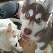 Siberian husky Teis