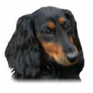 Gravhund Lileimo Petit Black Bugatti