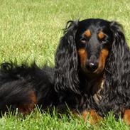 Gravhund Lileimo Petit Black Bugatti
