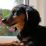 Gravhund Lileimo Petit Black Bugatti