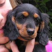 Gravhund Lileimo Petit Black Bugatti