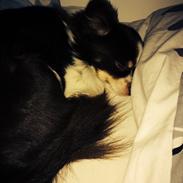 Blanding af racer Choko