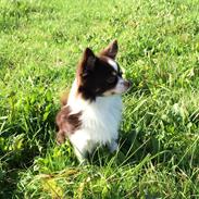 Blanding af racer Choko