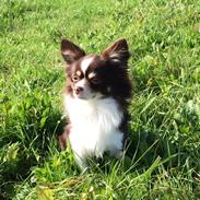 Blanding af racer Choko