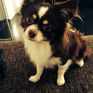 Blanding af racer Choko