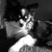 Blanding af racer Choko