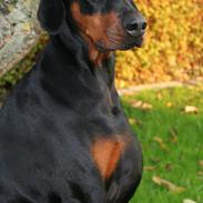 Dobermann Proud Danish Fancy Face(Chica)