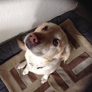 Labrador retriever Sika