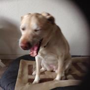 Labrador retriever Sika