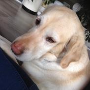 Labrador retriever Sika